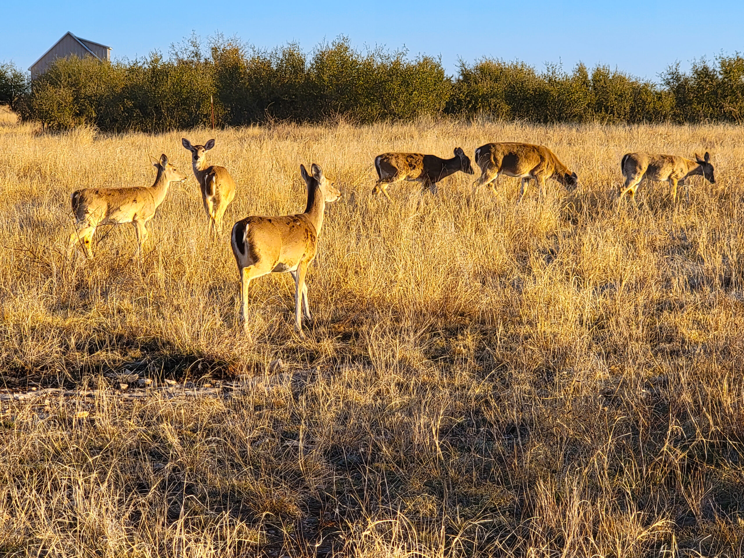 Deer at Gaines Bend